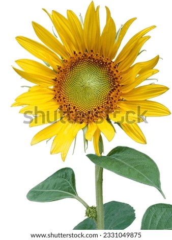 Sunflowers blooming on a white background