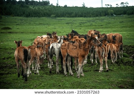 A lively group of foals frolics in a picturesque meadow, framed by the serene beauty of a distant forest. Royalty-Free Stock Photo #2331057263
