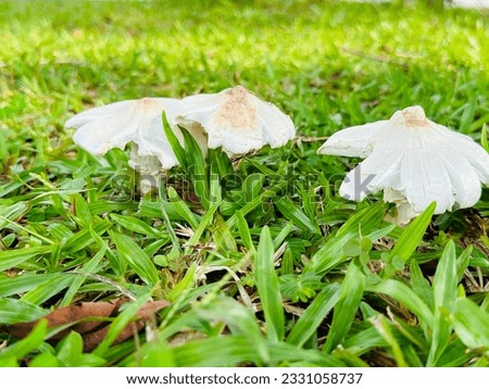 White Wild Mushroom on grass