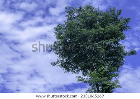 single nature big tree green leaves  blue sky background