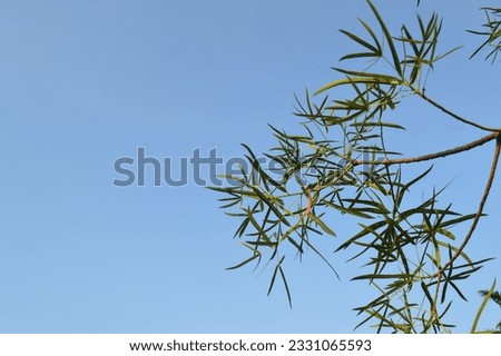 selective focus, leaves of the Kurrajong tree or with the scientific name Brachychiton rupestris against a blue sky background.
