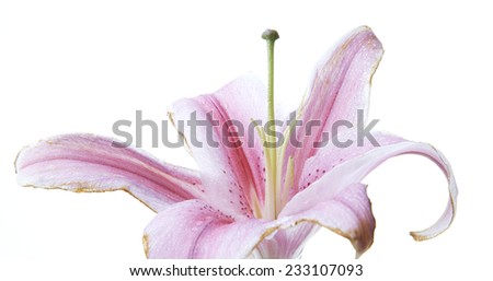 Fresh pink lilies droop on white background.