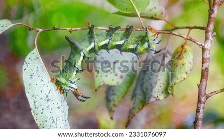 hickory horned devil - Citheronia regalis - larva caterpillar form of regal or royal walnut moth Upside down eating leaves of American persimmon tree - Diospyros virginiana - one of its host plants Royalty-Free Stock Photo #2331076097