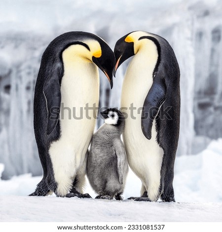penguin family in antarctic region wild life sea birds Royalty-Free Stock Photo #2331081537