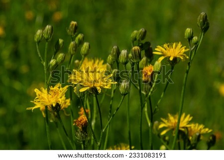 Bright yellow Pilosella caespitosa or Meadow Hawkweed flower, close up. Hieracium pratense Tausch or Yellow King Devil is tall, flowering, wild plant, growing in the abandoned grasslands or roadsides.