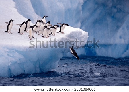 penguin jumping off the water from ice berg Royalty-Free Stock Photo #2331084005