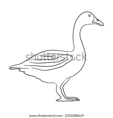 Sketch drawing of a Goose isolated on a white background. Vector illustration. 