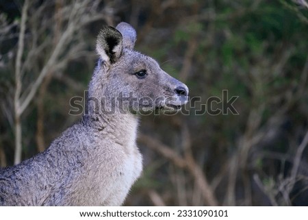 head shot of kangaroo on the mornington peninsular