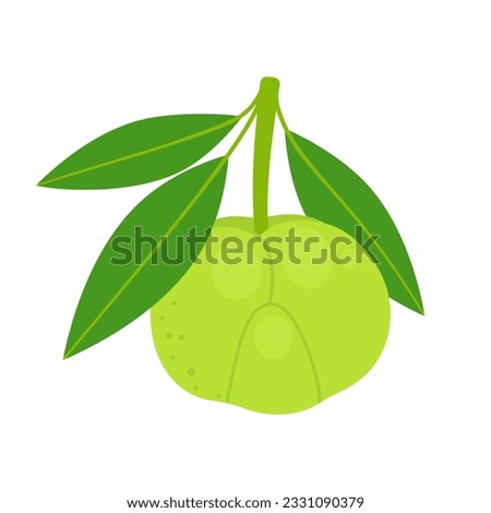 Elephant apple whole fruit isolated on white background. Dillenia indica, chulta, chalta or ou tenga icon. Vector illustration of tropical exotic fruits in flat style.