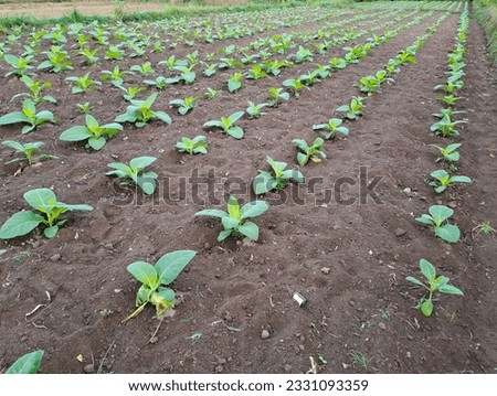 Tobacco plant growing in the field