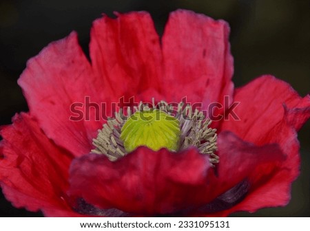 Wild poppy with pink flower (Papaver somniferum L)