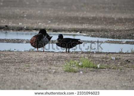 Two ducks standing in front of a puddle. One is a male mallard duck and the other is an escaped domestic duck.