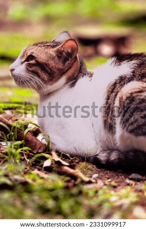 Beautiful image of domestic cat sitting on the ground.