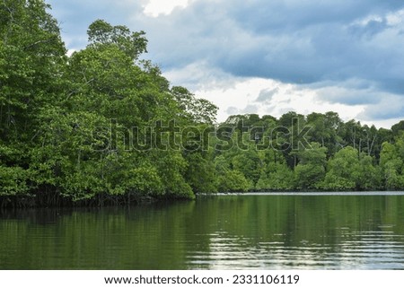 Beautiful mangrove forest, high biodiversity, Indonesia natural mangrove forest, Balikpapan Bay mangrove forest, East Kalimantan Royalty-Free Stock Photo #2331106119