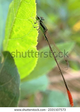 Photo of a green damselfy perched on the edge of a leaf