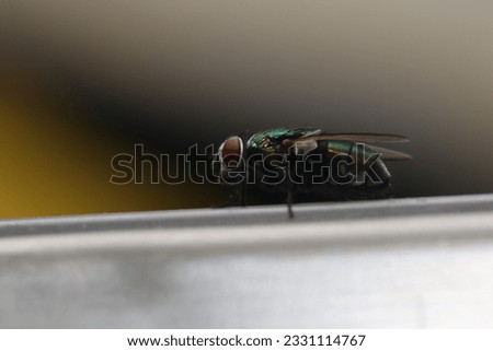 A big green fly on the fridge
