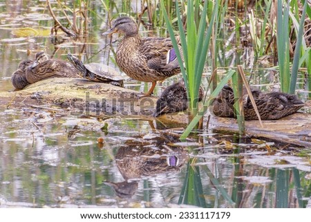 A wild duck with ducklings and a turtle resting on a log near a pond.