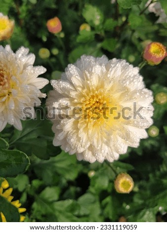 A group of flowers in a garden. Different types and colourful flowers picture and Picking the best flowers images