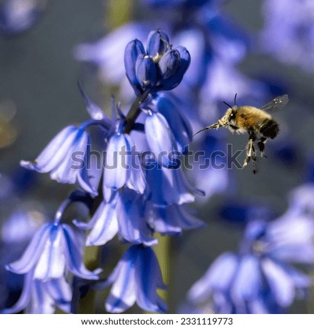 A male hairy-footed flower bee (Anthophora plumipes) seen hovering among bluebell flowers in April
