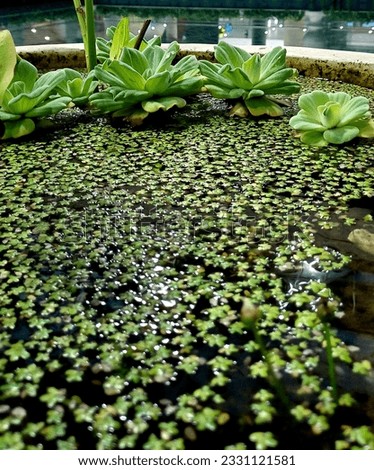 Kapu Kapu water plants are green