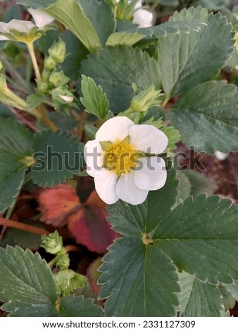 picture of blooming white strawberry flower