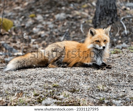 Red fox close-up resting in the springtime displaying fox tail, fur, in its environment and habitat with a blur background. Fox Image. Picture. Portrait. Photo.