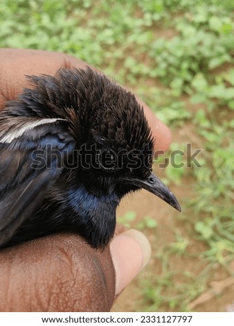   Indian robin Its a bird .4k resolution 