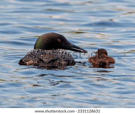 Common Loon with baby chick feeding them with a insect and swimming in their environment and habitat surrounding with blue water. Loon Picture.