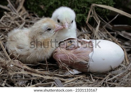 Three newly hatched chicks are in the nest. This animal has the scientific name Gallus gallus domesticus. Royalty-Free Stock Photo #2331133167