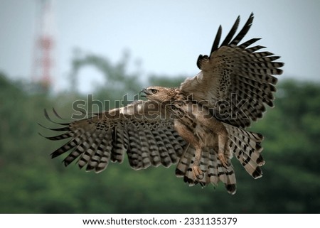 Changeable hawk-eagle, Nisaetus cirrhatus, close up, flying eagle with outstretched wings Royalty-Free Stock Photo #2331135379