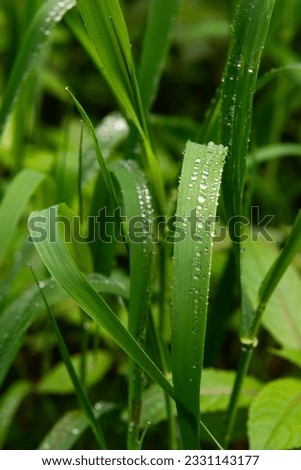 Water drops on leaf. Like beads after rain in the foliage of the european forest in germany