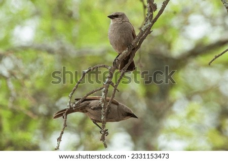 Bay winged Cowbird nesting, in Calden forest environment, La Pampa Province, Patagonia, Argentina.