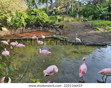 The bathing pretty pink flamingos