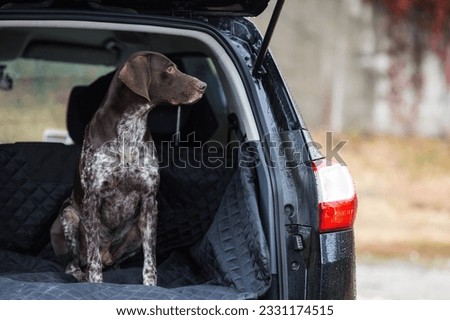 Cute German Shorthaired Pointer dog sitting in car trunk Royalty-Free Stock Photo #2331174515