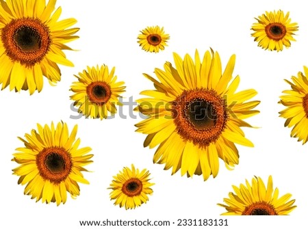Sunflowers in full bloom, against a white background.