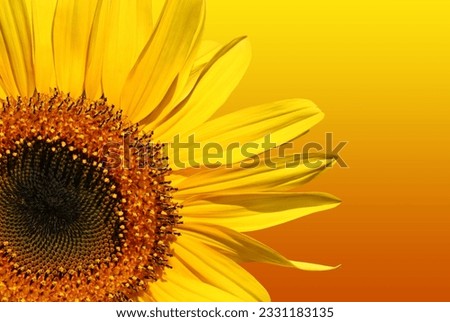 Section of a sunflower isolated on a gradient yellow and orange background.