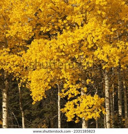 Aspen trees in yellow fall color in Wyoming. Royalty-Free Stock Photo #2331185823