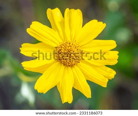 Close up of a California Brittlebush (Encelia californica) flower at Lake Hollywood reservoir in Los Angeles, CA. Royalty-Free Stock Photo #2331186073