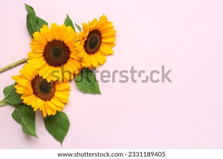 Beautiful sunflowers on lilac background
