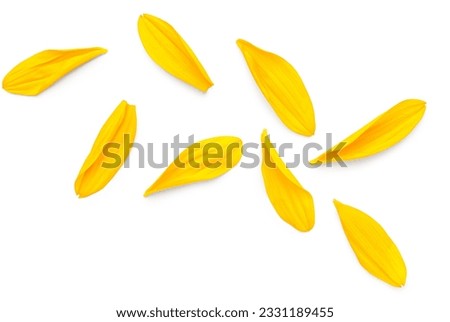 Beautiful sunflower petals on white background