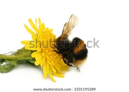 Bumble bee with its head buried in a dandelion flower, covered in pollen, against a white background.