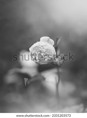 Black and white pashmina rose buds in full bloom. Beautiful roses on a blurred background with beautiful bokeh.