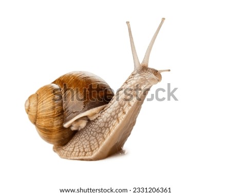 Garden snail isolated on white. Royalty-Free Stock Photo #2331206361