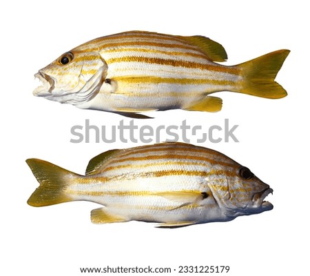Spanish flag snapper or Stripey snapper fish isolated on white background and have clipping paths.