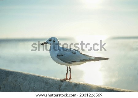 
picture of seagulls in Thailand