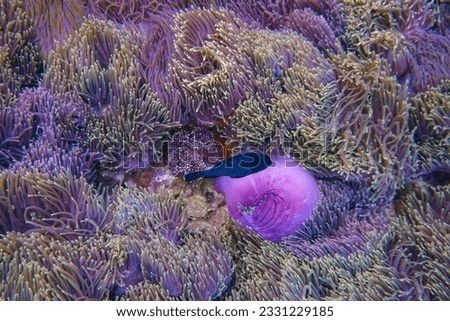 nature pictures underwater of Thailand 