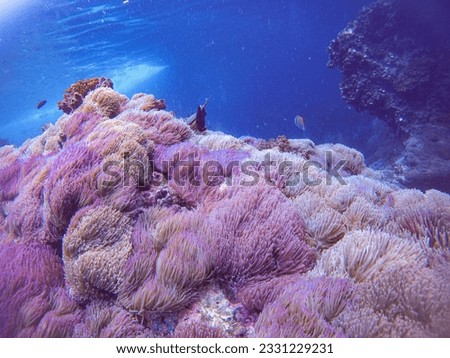 nature pictures underwater of Thailand 