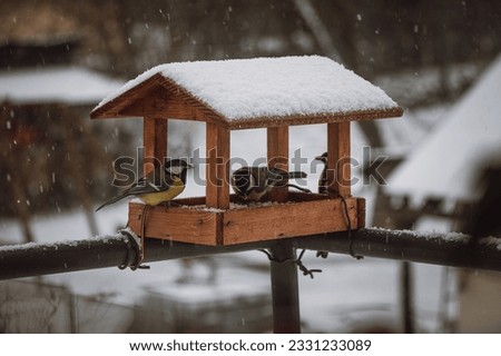 Young titmice coming to the feeder in winter months for food. Feeding the birds during harsh and cold days. Royalty-Free Stock Photo #2331233089