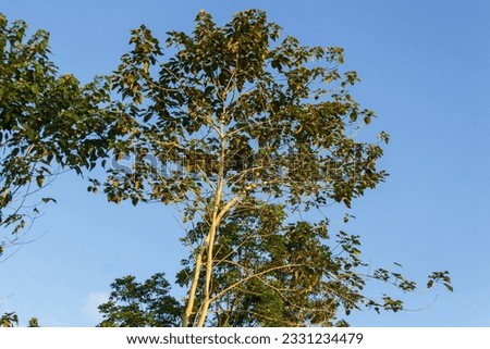 trees against a blue sky background