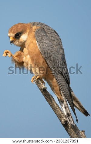 Red-footed falcon, western red-footed falcon - Falco vespertinus, male perched with blue sky in background. Photo from Kisújszállás in Hungary. Vertical.